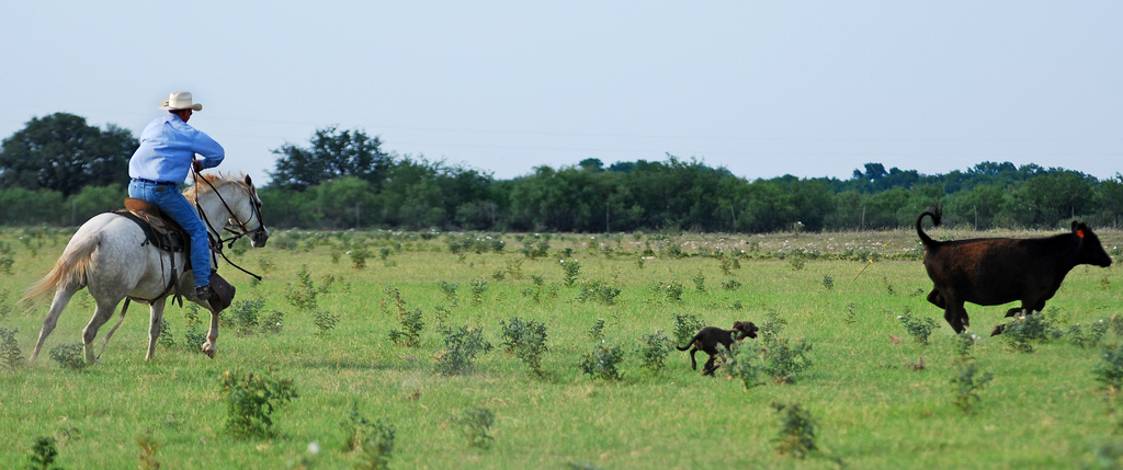 Going after a cow